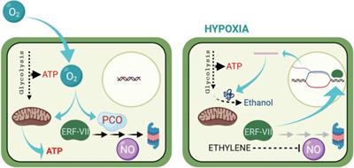 Physiological and Biochemical Response of Tropical Fruits to Hypoxia/Anoxia